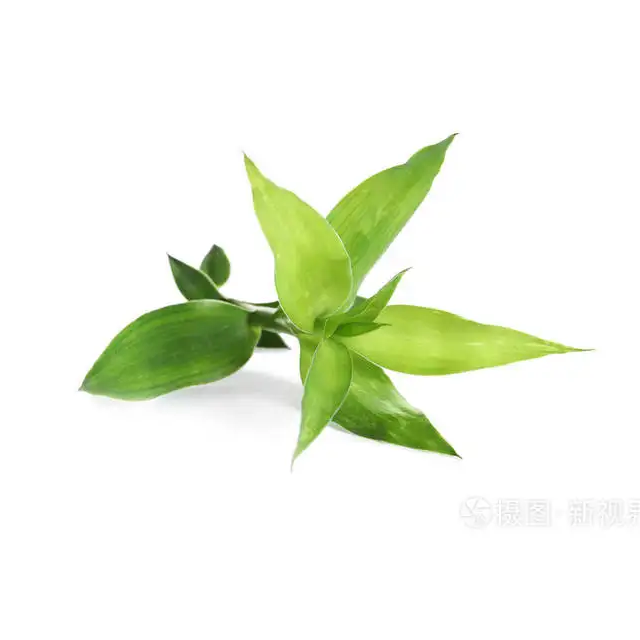 Polvere di estratto di foglie di bambù Flavonoide di foglie di bambù 24%